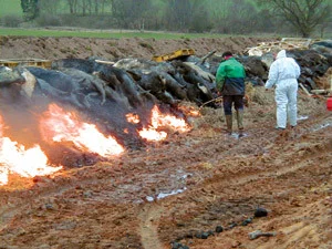 Burning hundreds of cows after a CJD outbreak