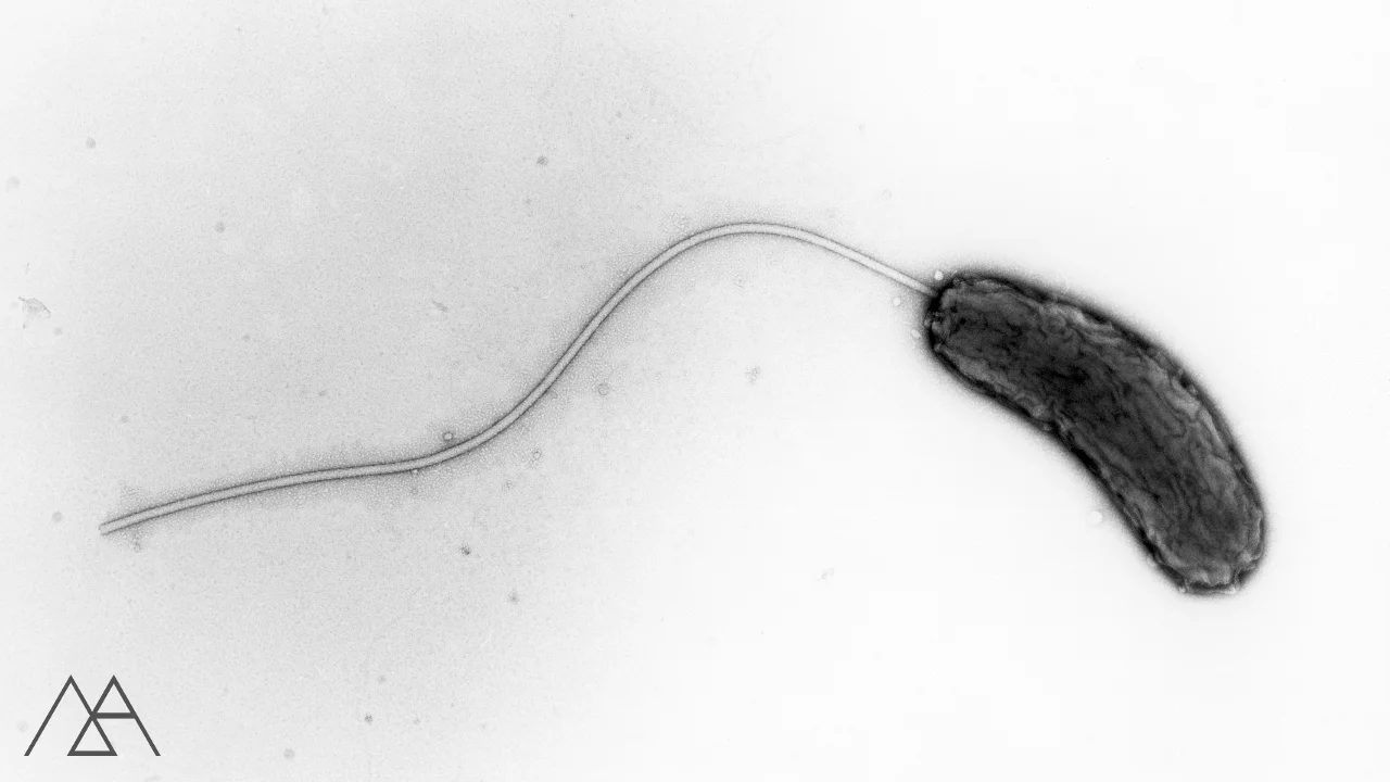 3x deadlier than ISIS